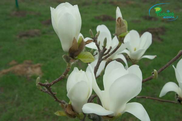 Magnolia Boskop